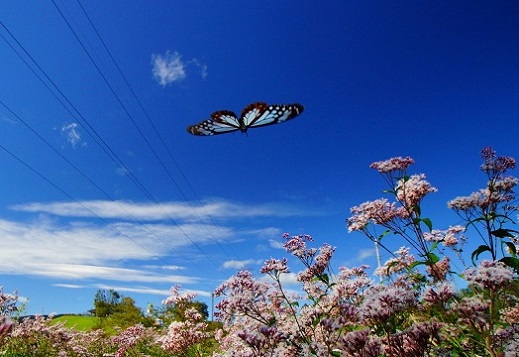 第51回（平成30年度）高山村長賞の作品写真