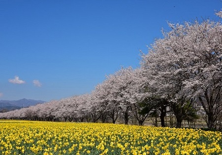 第52回（平成31年度/令和元年度）東吾妻町長賞の作品写真