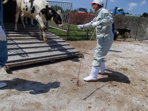トラックから降ろされる牛の写真