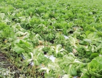 根こぶ病の被害の写真