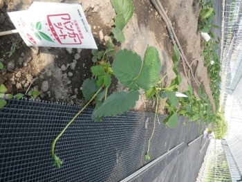 バンカーシートの写真