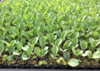 キャベツセルトレイ育苗の写真