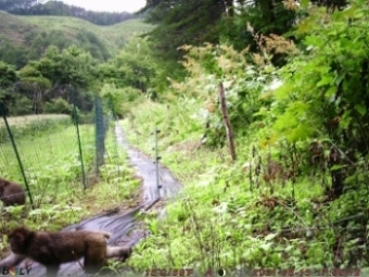 ほ場内に侵入したサルの画像