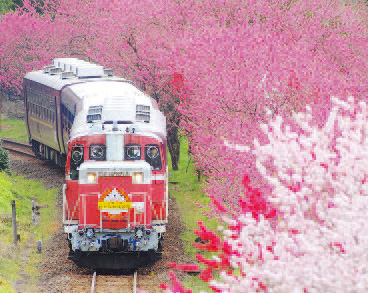 トロッコ列車とハナモモの画像