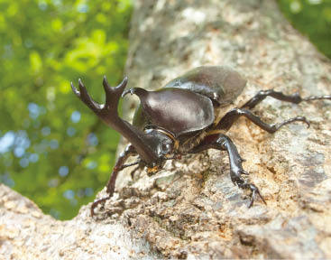 カブトムシ（オス）の画像