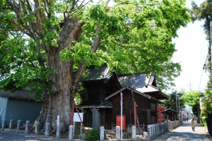 須賀神社の大ケヤキの画像 須賀神社の大ケヤキの画像