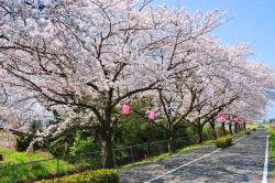 桜並木路の画像 桜並木路の画像