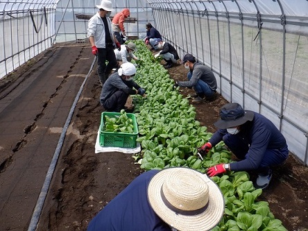 チンゲンサイの収穫の画像