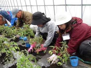 トマトの定植の画像