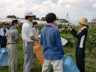 ナスの収穫について解説（野菜）の画像