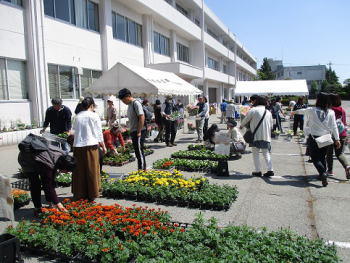 花壇苗販売の画像