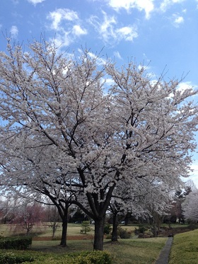 満開の桜