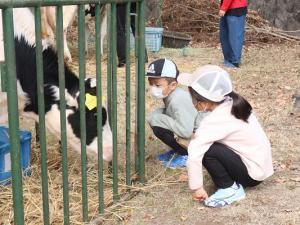 子牛とのふれあい