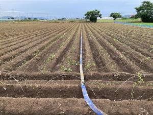 肥料試験実証ほの様子画像