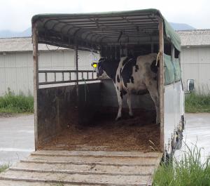 牛が輸送車に積まれた写真