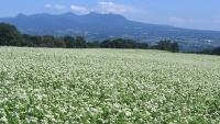 行幸田のそば畑風景写真