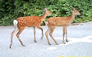 ニホンジカ写真