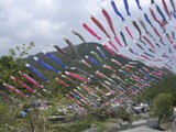 鯉のぼり祭（神流町）の写真