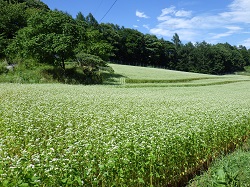 そばの花の写真