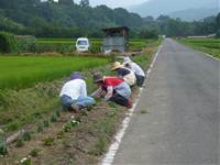 農道脇の花植えの写真