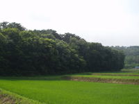 新里町新川の干害防備保安林の画像