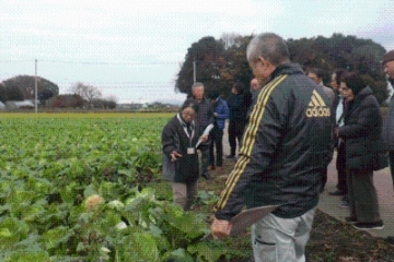 白菜ほ場視察の様子写真