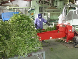 条桑の切断作業写真 条桑の切断作業写真