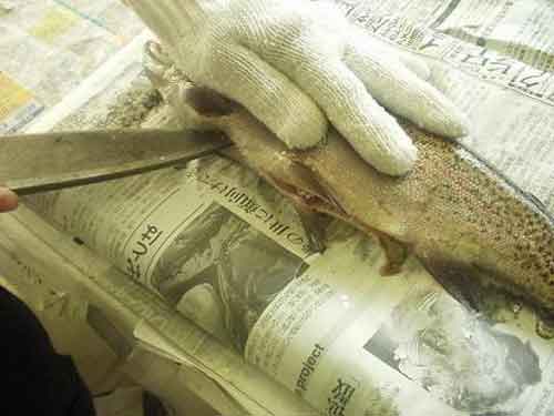 はらわたを取る