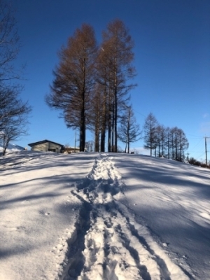 雪道を歩くのもいつもと違った雰囲気で癒される写真