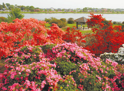 つつじが岡公園（館林市）の写真