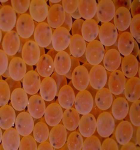 ニジマスの発眼卵の画像