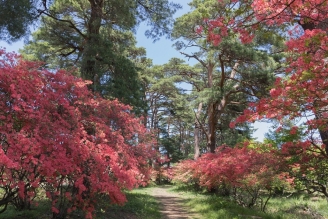 赤城神社参道の画像