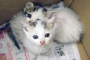 ぐんまの動物愛護イメージ写真 ぐんまの動物愛護イメージ写真