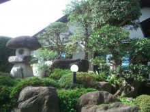 イスノキの剪定作品の画像