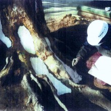 樹木の外科治療の様子