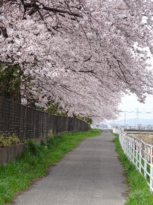 ものづくり桜が満開でお出迎えの画像1