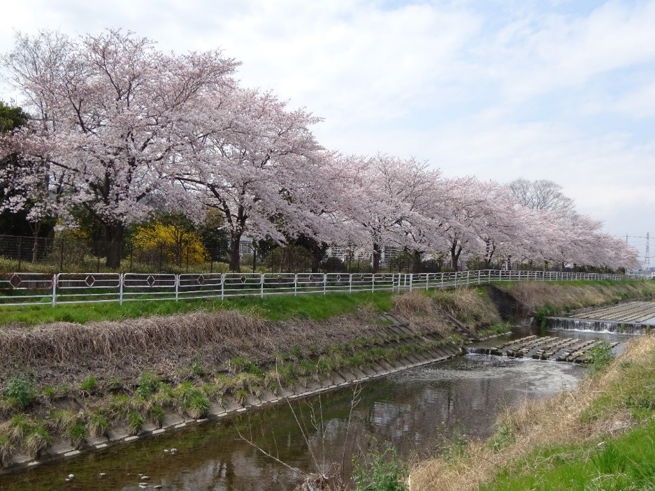 ものづくり桜が満開でお出迎えの画像2