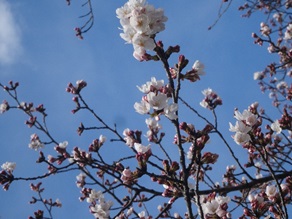 ものづくり桜!入校式に合わせるかのように準備中の画像2