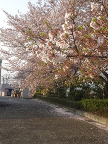 桜が舞い散る中、入校式が挙行されましたの画像1