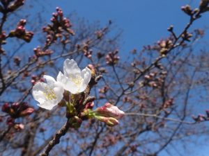 ものづくり桜　咲きはじめましたの画像1