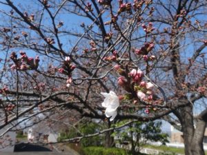 ものづくり桜　咲きはじめましたの画像2