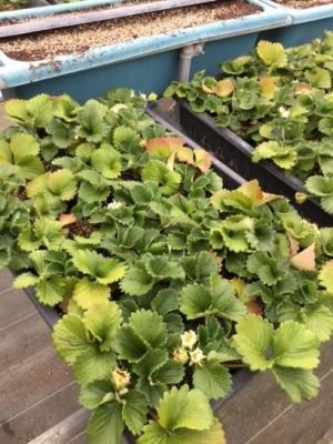 （画像）定植前の親株の様子写真