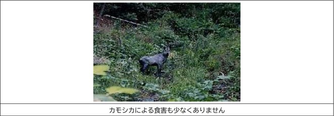 カモシカによる食害も少なくありませんの画像