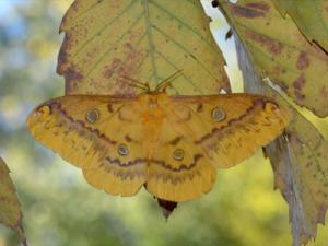 ウスタビガの♀