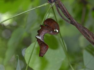 アケビコノハ幼虫