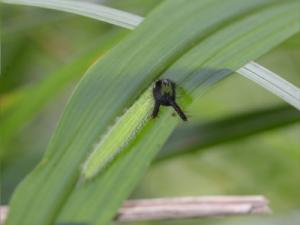 クロコノマチョウ幼虫