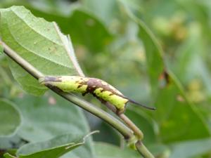 ホシヒメホウジャク幼虫