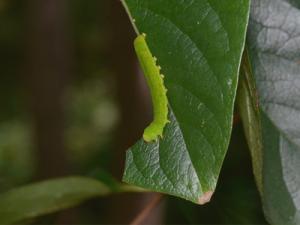 キノカワガ幼虫