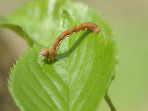 チャバネフユエダシャク幼虫