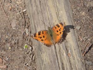 ヒオドシチョウ